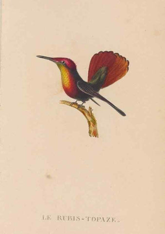 Reproducción/Reproduction 48307412686: Histoire naturelle des oiseaux-mouches :. Paris :Arthus Bertrand,[1829-1830].. 