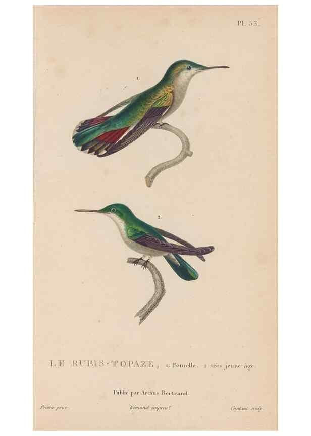 Reproducción/Reproduction 48307412991: Histoire naturelle des oiseaux-mouches :. Paris :Arthus Bertrand,[1829-1830].. 