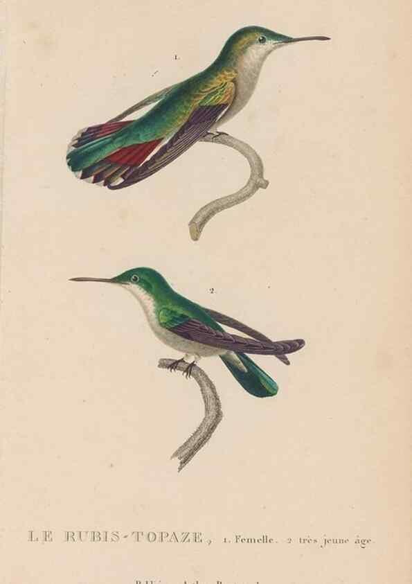 Reproducción/Reproduction 48307412991: Histoire naturelle des oiseaux-mouches :. Paris :Arthus Bertrand,[1829-1830].. 