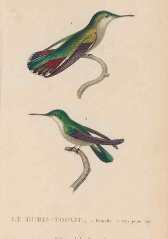 Reproducción/Reproduction 48307412991: Histoire naturelle des oiseaux-mouches :. Paris :Arthus Bertrand,[1829-1830].. 