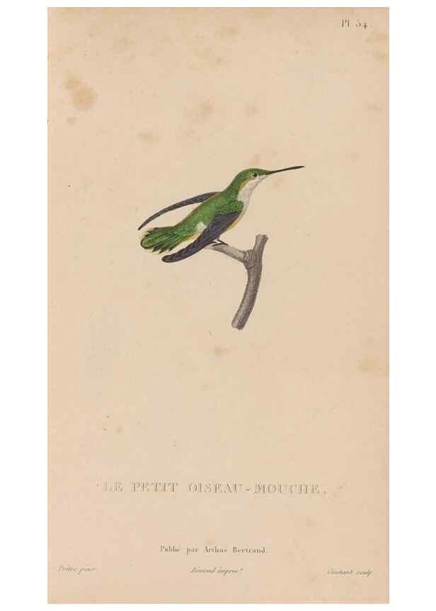 Reproducción/Reproduction 48307413306: Histoire naturelle des oiseaux-mouches :. Paris :Arthus Bertrand,[1829-1830].. 