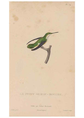 Reproducción/Reproduction 48307413306: Histoire naturelle des oiseaux-mouches :. Paris :Arthus Bertrand,[1829-1830].. 