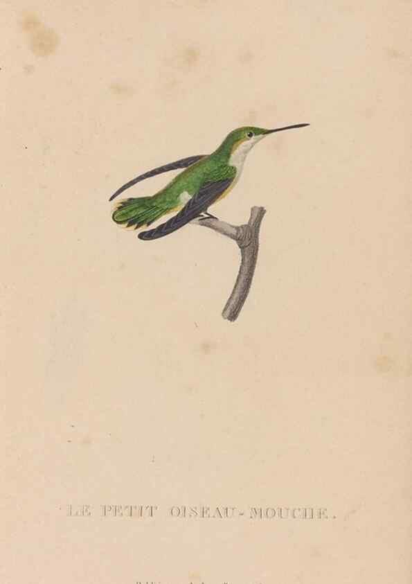 Reproducción/Reproduction 48307413306: Histoire naturelle des oiseaux-mouches :. Paris :Arthus Bertrand,[1829-1830].. 