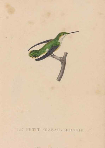 Reproducción/Reproduction 48307413306: Histoire naturelle des oiseaux-mouches :. Paris :Arthus Bertrand,[1829-1830].. 