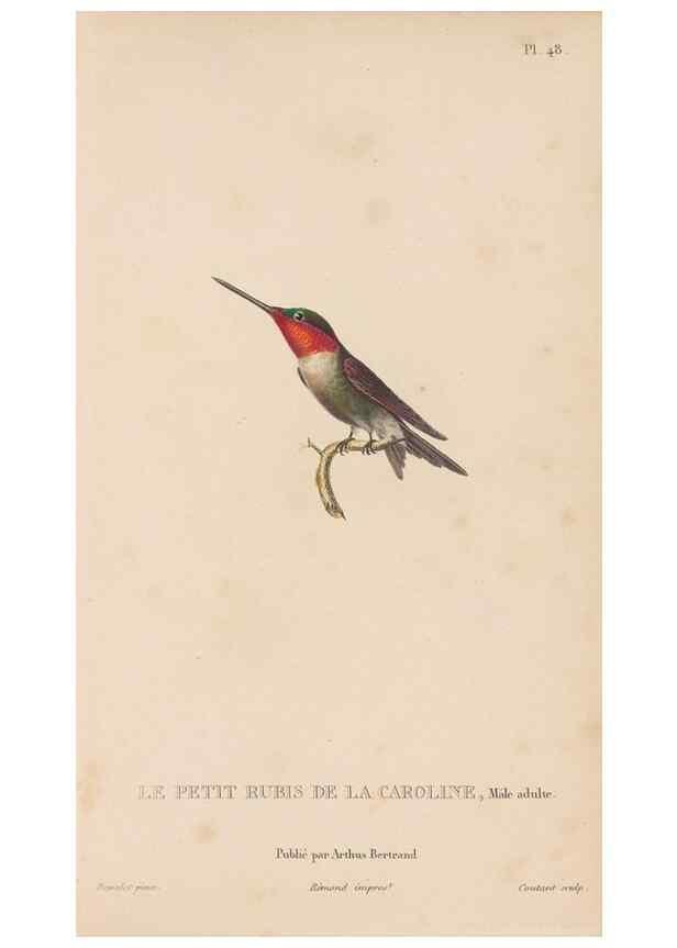 Reproducción/Reproduction 48307524767: Histoire naturelle des oiseaux-mouches :. Paris :Arthus Bertrand,[1829-1830].. 