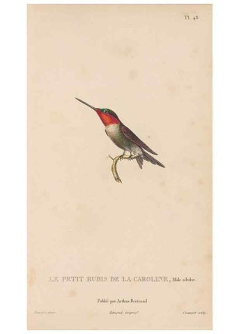 Reproducción/Reproduction 48307524767: Histoire naturelle des oiseaux-mouches :. Paris :Arthus Bertrand,[1829-1830].. 