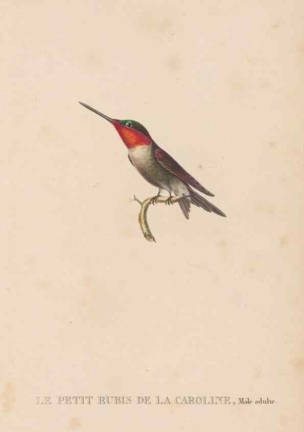 Reproducción/Reproduction 48307524767: Histoire naturelle des oiseaux-mouches :. Paris :Arthus Bertrand,[1829-1830].. 