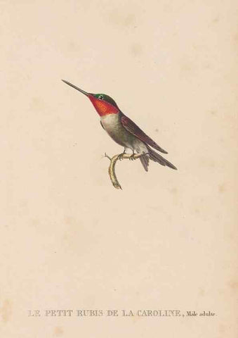 Reproducción/Reproduction 48307524767: Histoire naturelle des oiseaux-mouches :. Paris :Arthus Bertrand,[1829-1830].. 