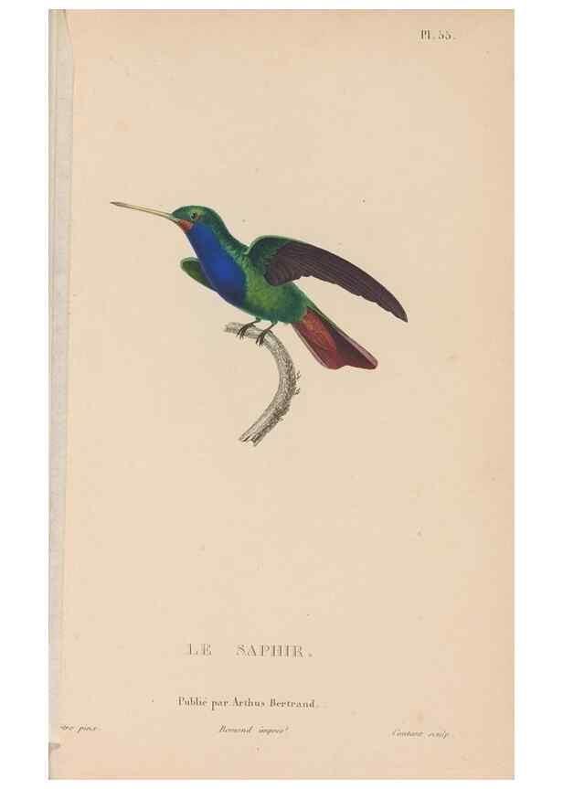 Reproducción/Reproduction 48307527717: Histoire naturelle des oiseaux-mouches :. Paris :Arthus Bertrand,[1829-1830].. 