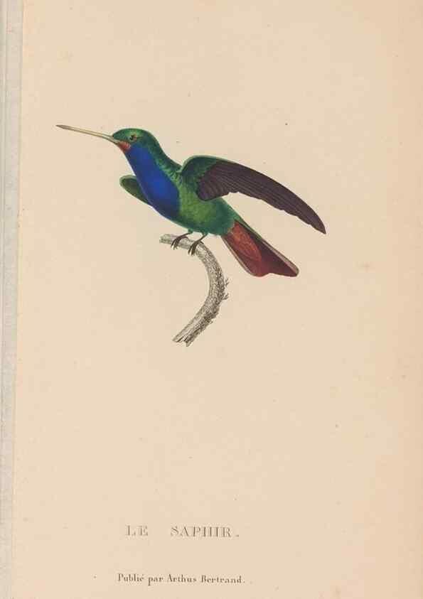 Reproducción/Reproduction 48307527717: Histoire naturelle des oiseaux-mouches :. Paris :Arthus Bertrand,[1829-1830].. 