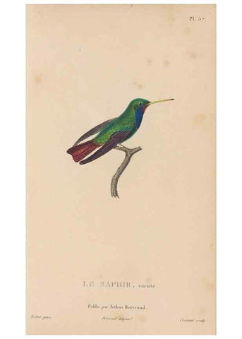 Reproducción/Reproduction 48307414456: Histoire naturelle des oiseaux-mouches :. Paris :Arthus Bertrand,[1829-1830].. 