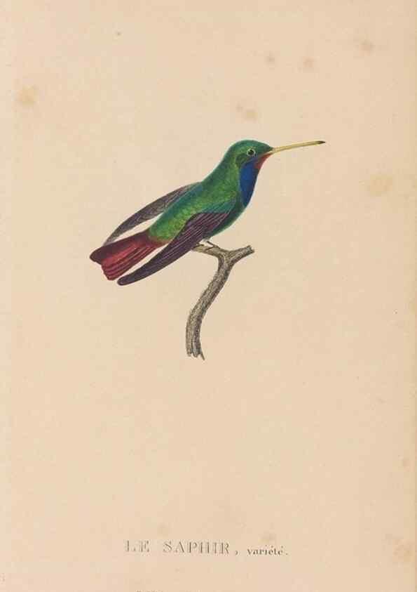 Reproducción/Reproduction 48307414456: Histoire naturelle des oiseaux-mouches :. Paris :Arthus Bertrand,[1829-1830].. 