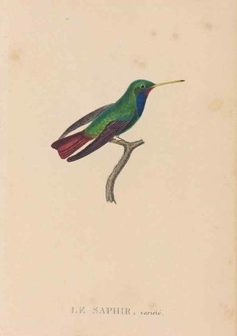 Reproducción/Reproduction 48307414456: Histoire naturelle des oiseaux-mouches :. Paris :Arthus Bertrand,[1829-1830].. 