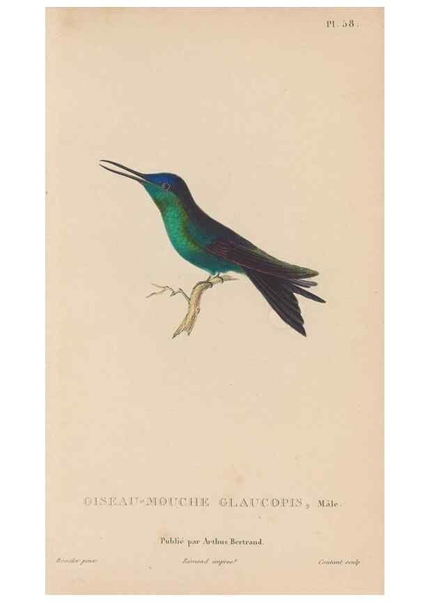 Reproducción/Reproduction 48307528862: Histoire naturelle des oiseaux-mouches :. Paris :Arthus Bertrand,[1829-1830].. 