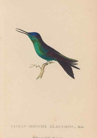 Reproducción/Reproduction 48307528862: Histoire naturelle des oiseaux-mouches :. Paris :Arthus Bertrand,[1829-1830].. 