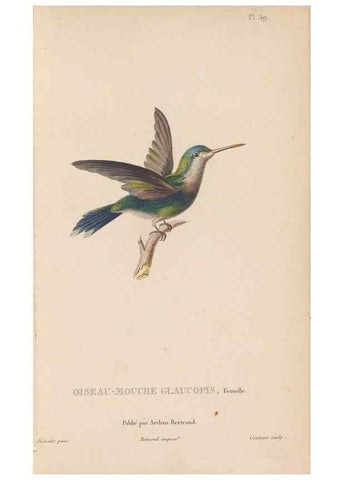 Reproducción/Reproduction 48307529227: Histoire naturelle des oiseaux-mouches :. Paris :Arthus Bertrand,[1829-1830].. 
