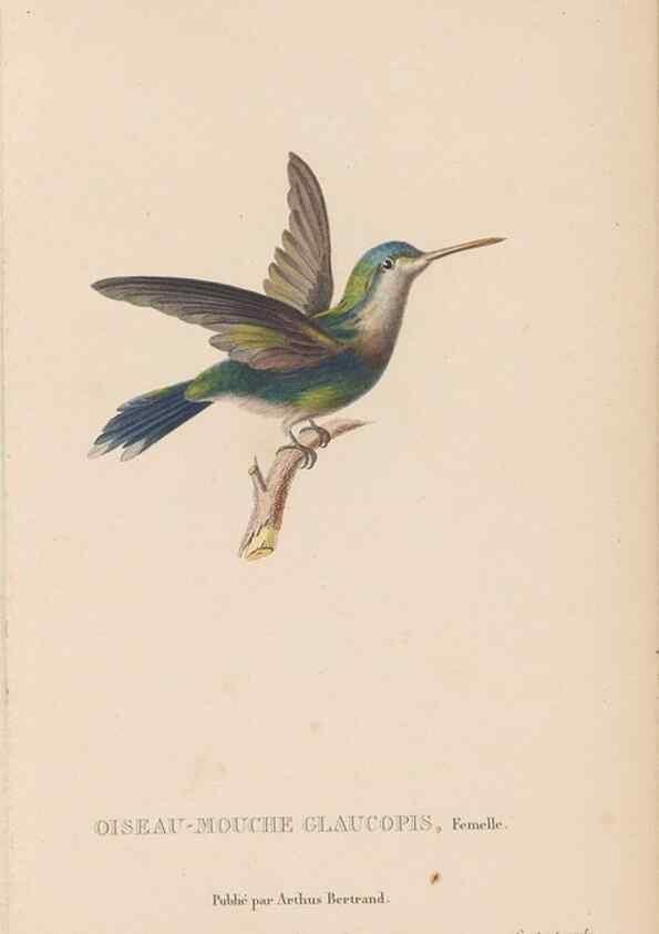 Reproducción/Reproduction 48307529227: Histoire naturelle des oiseaux-mouches :. Paris :Arthus Bertrand,[1829-1830].. 