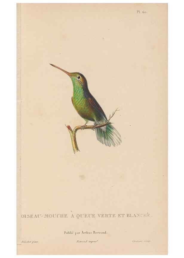 Reproducción/Reproduction 48307529632: Histoire naturelle des oiseaux-mouches :. Paris :Arthus Bertrand,[1829-1830].. 