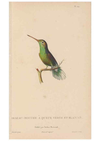 Reproducción/Reproduction 48307529632: Histoire naturelle des oiseaux-mouches :. Paris :Arthus Bertrand,[1829-1830].. 