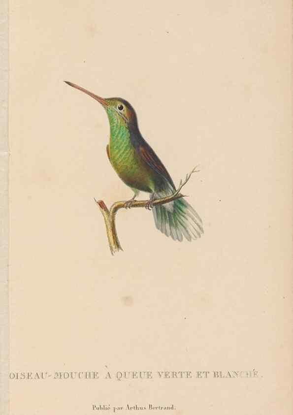 Reproducción/Reproduction 48307529632: Histoire naturelle des oiseaux-mouches :. Paris :Arthus Bertrand,[1829-1830].. 