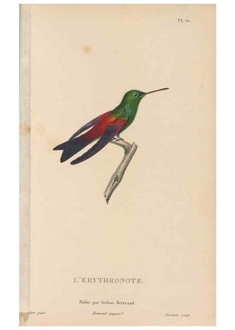 Reproducción/Reproduction 48307530072: Histoire naturelle des oiseaux-mouches :. Paris :Arthus Bertrand,[1829-1830].. 