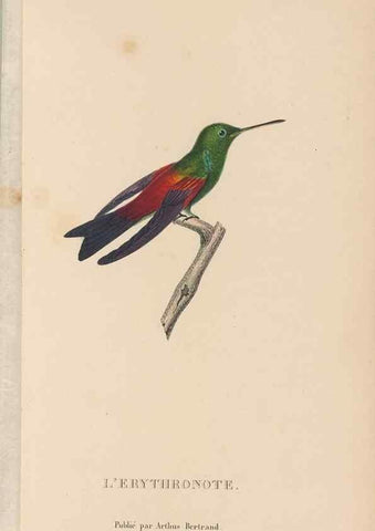 Reproducción/Reproduction 48307530072: Histoire naturelle des oiseaux-mouches :. Paris :Arthus Bertrand,[1829-1830].. 