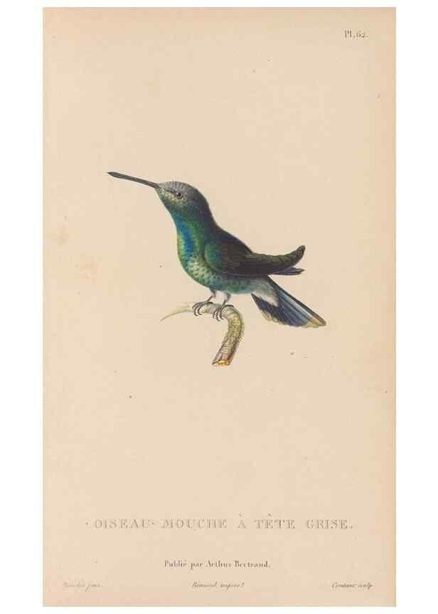 Reproducción/Reproduction 48307530477: Histoire naturelle des oiseaux-mouches :. Paris :Arthus Bertrand,[1829-1830].. 