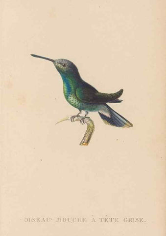 Reproducción/Reproduction 48307530477: Histoire naturelle des oiseaux-mouches :. Paris :Arthus Bertrand,[1829-1830].. 