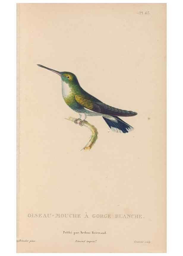 Reproducción/Reproduction 48307416836: Histoire naturelle des oiseaux-mouches :. Paris :Arthus Bertrand,[1829-1830].. 