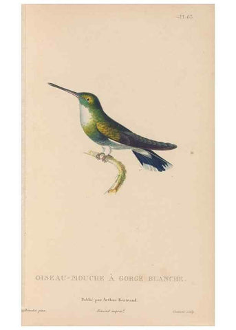 Reproducción/Reproduction 48307416836: Histoire naturelle des oiseaux-mouches :. Paris :Arthus Bertrand,[1829-1830].. 