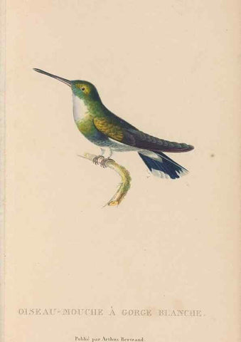 Reproducción/Reproduction 48307416836: Histoire naturelle des oiseaux-mouches :. Paris :Arthus Bertrand,[1829-1830].. 