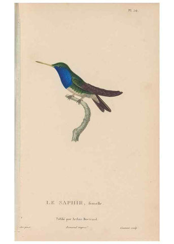 Reproducción/Reproduction 48307414086: Histoire naturelle des oiseaux-mouches :. Paris :Arthus Bertrand,[1829-1830].. 