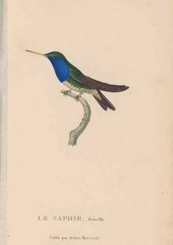 Reproducción/Reproduction 48307414086: Histoire naturelle des oiseaux-mouches :. Paris :Arthus Bertrand,[1829-1830].. 