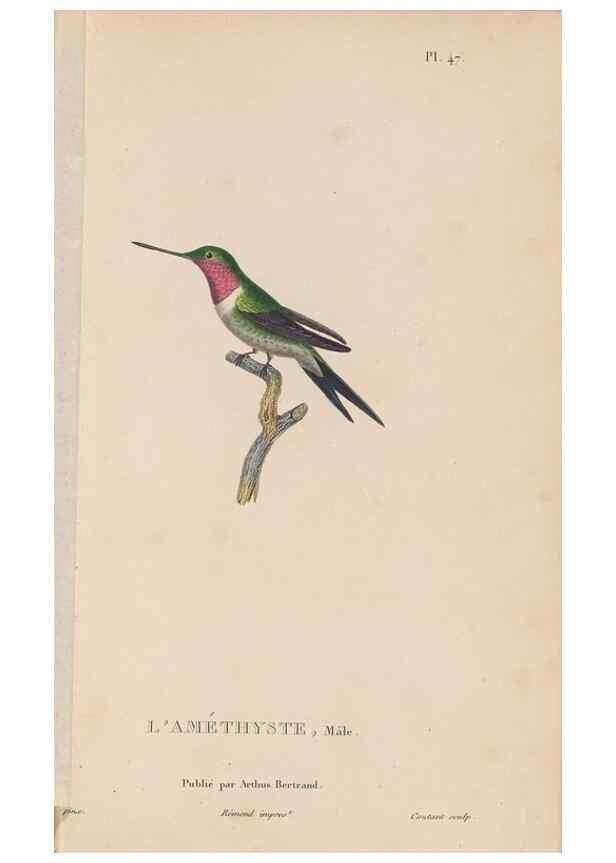 Reproducción/Reproduction 48307524427: Histoire naturelle des oiseaux-mouches :. Paris :Arthus Bertrand,[1829-1830].. 