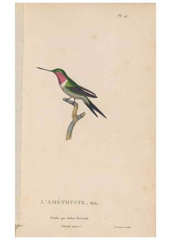 Reproducción/Reproduction 48307524427: Histoire naturelle des oiseaux-mouches :. Paris :Arthus Bertrand,[1829-1830].. 