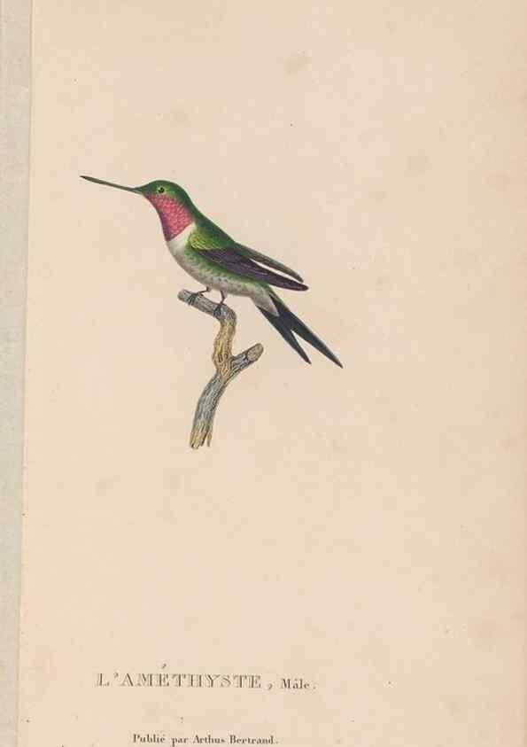 Reproducción/Reproduction 48307524427: Histoire naturelle des oiseaux-mouches :. Paris :Arthus Bertrand,[1829-1830].. 