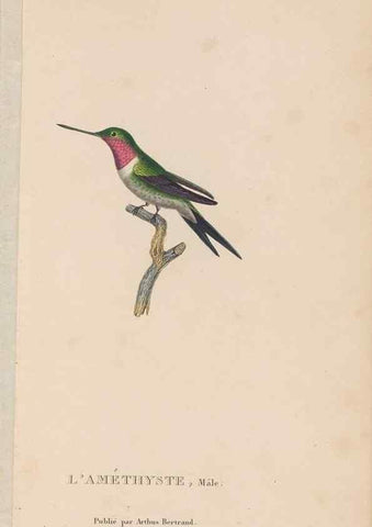 Reproducción/Reproduction 48307524427: Histoire naturelle des oiseaux-mouches :. Paris :Arthus Bertrand,[1829-1830].. 