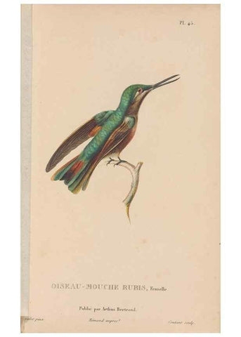 Reproducción/Reproduction 48307409931: Histoire naturelle des oiseaux-mouches :. Paris :Arthus Bertrand,[1829-1830].. 