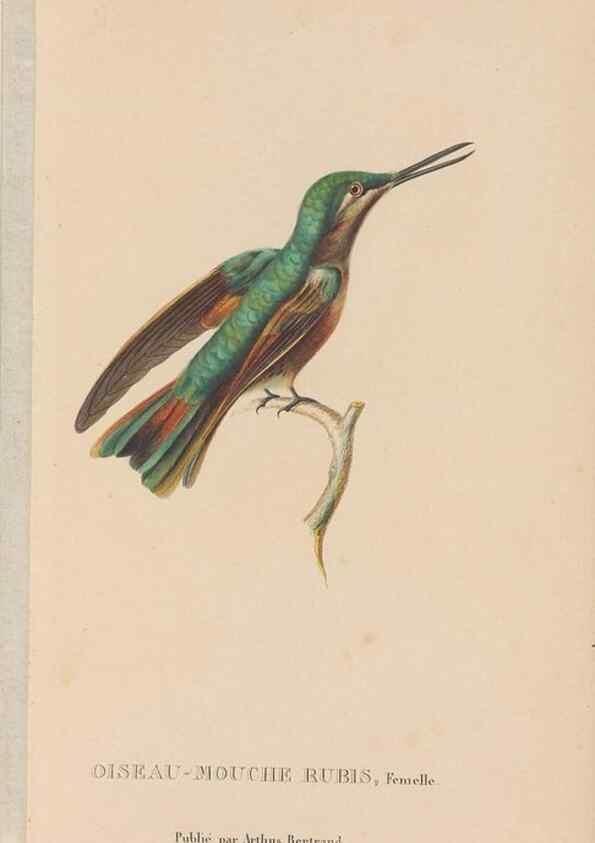 Reproducción/Reproduction 48307409931: Histoire naturelle des oiseaux-mouches :. Paris :Arthus Bertrand,[1829-1830].. 