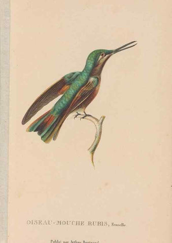 Reproducción/Reproduction 48307409931: Histoire naturelle des oiseaux-mouches :. Paris :Arthus Bertrand,[1829-1830].. 