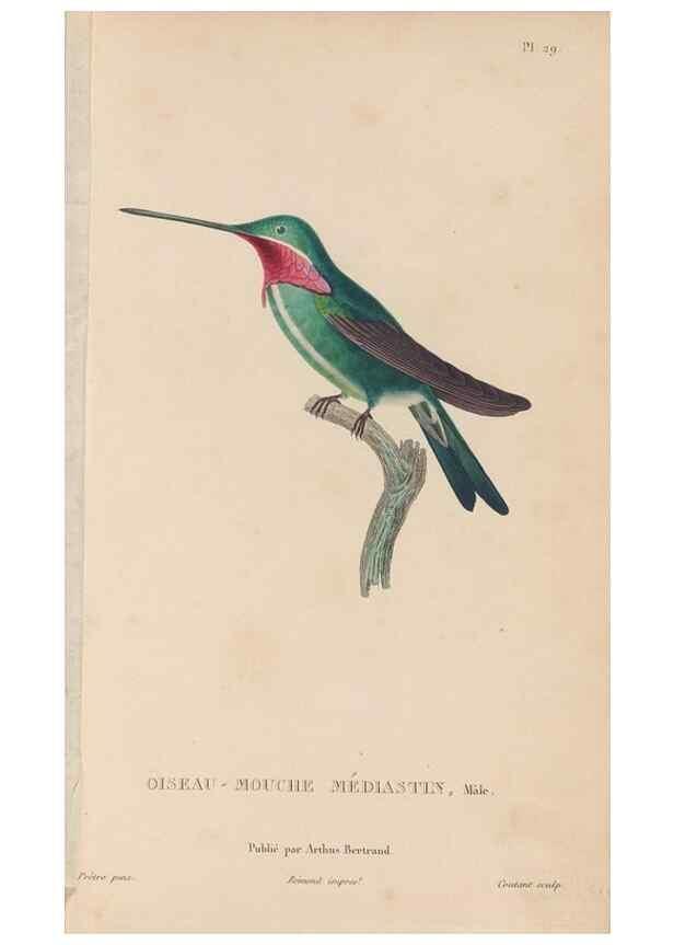 Reproducción/Reproduction 48307403371: Histoire naturelle des oiseaux-mouches :. Paris :Arthus Bertrand,[1829-1830].. 