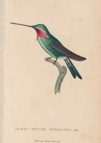 Reproducción/Reproduction 48307403371: Histoire naturelle des oiseaux-mouches :. Paris :Arthus Bertrand,[1829-1830].. 