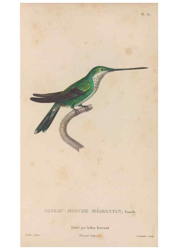 Reproducción/Reproduction 48307517962: Histoire naturelle des oiseaux-mouches :. Paris :Arthus Bertrand,[1829-1830].. 