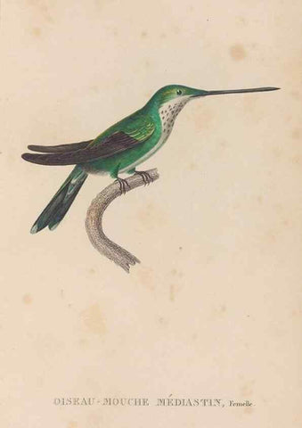 Reproducción/Reproduction 48307517962: Histoire naturelle des oiseaux-mouches :. Paris :Arthus Bertrand,[1829-1830].. 