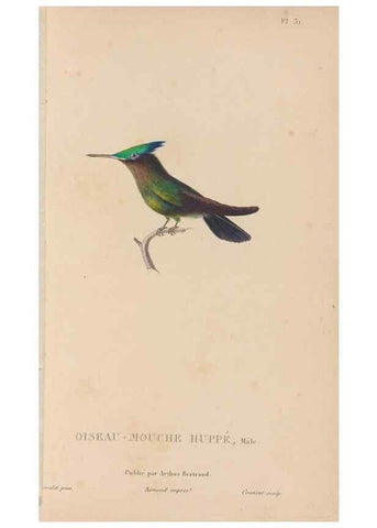 Reproducción/Reproduction 48307518297: Histoire naturelle des oiseaux-mouches :. Paris :Arthus Bertrand,[1829-1830].. 