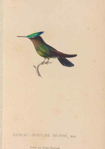 Reproducción/Reproduction 48307518297: Histoire naturelle des oiseaux-mouches :. Paris :Arthus Bertrand,[1829-1830].. 