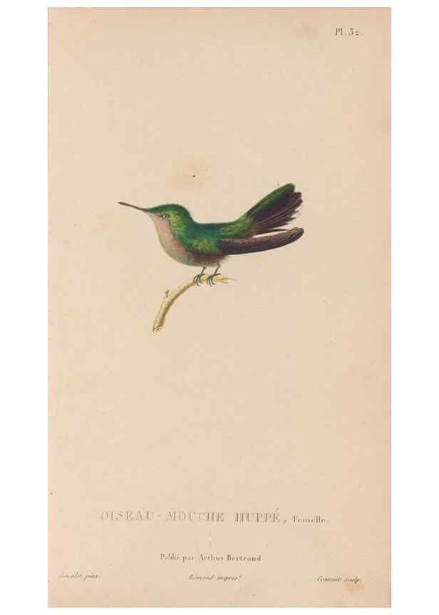 Reproducción/Reproduction 48307518712: Histoire naturelle des oiseaux-mouches :. Paris :Arthus Bertrand,[1829-1830].. 