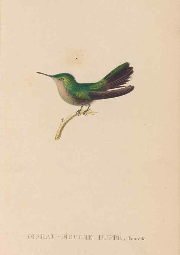 Reproducción/Reproduction 48307518712: Histoire naturelle des oiseaux-mouches :. Paris :Arthus Bertrand,[1829-1830].. 