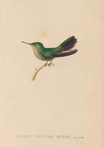Reproducción/Reproduction 48307518712: Histoire naturelle des oiseaux-mouches :. Paris :Arthus Bertrand,[1829-1830].. 