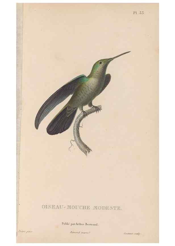 Reproducción/Reproduction 48307519067: Histoire naturelle des oiseaux-mouches :. Paris :Arthus Bertrand,[1829-1830].. 